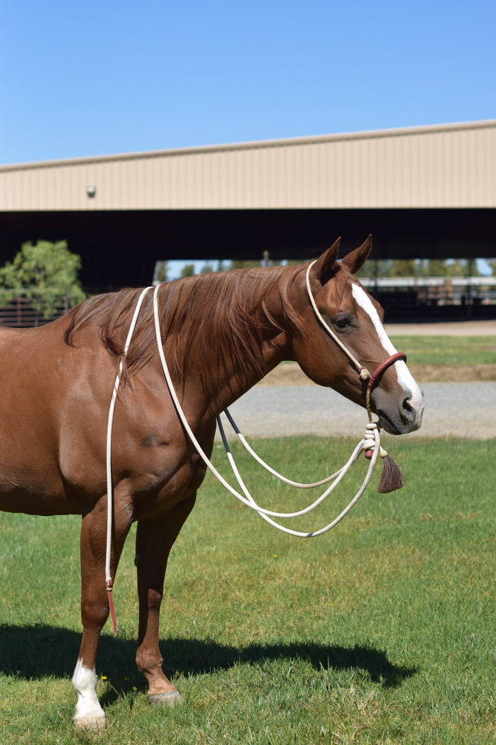 The "Elidio" Hackamore with Treeline Rope Mecate