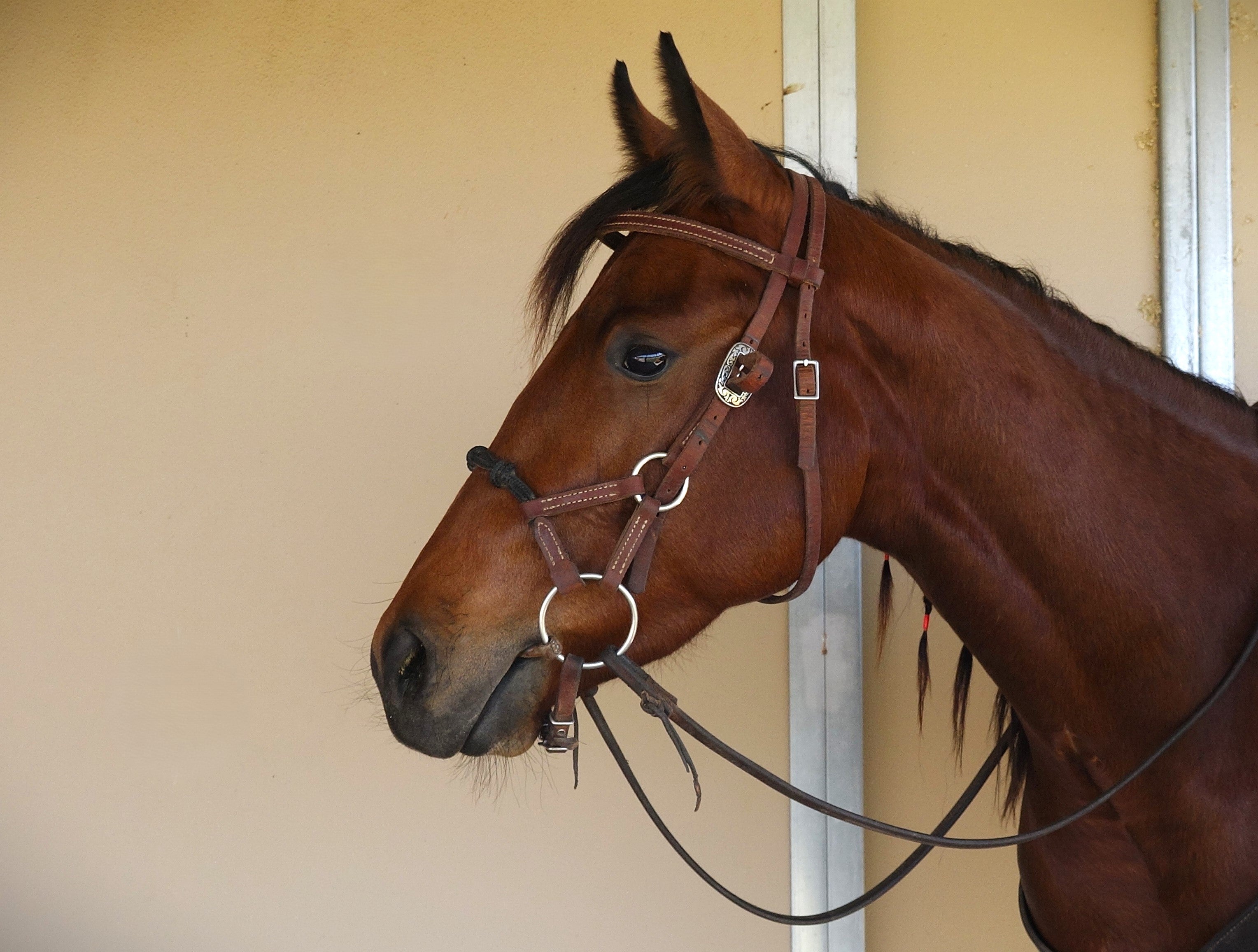 Kalley Krickeberg Horseman's Bridle for Transition from Bitless to Snaffle Bit