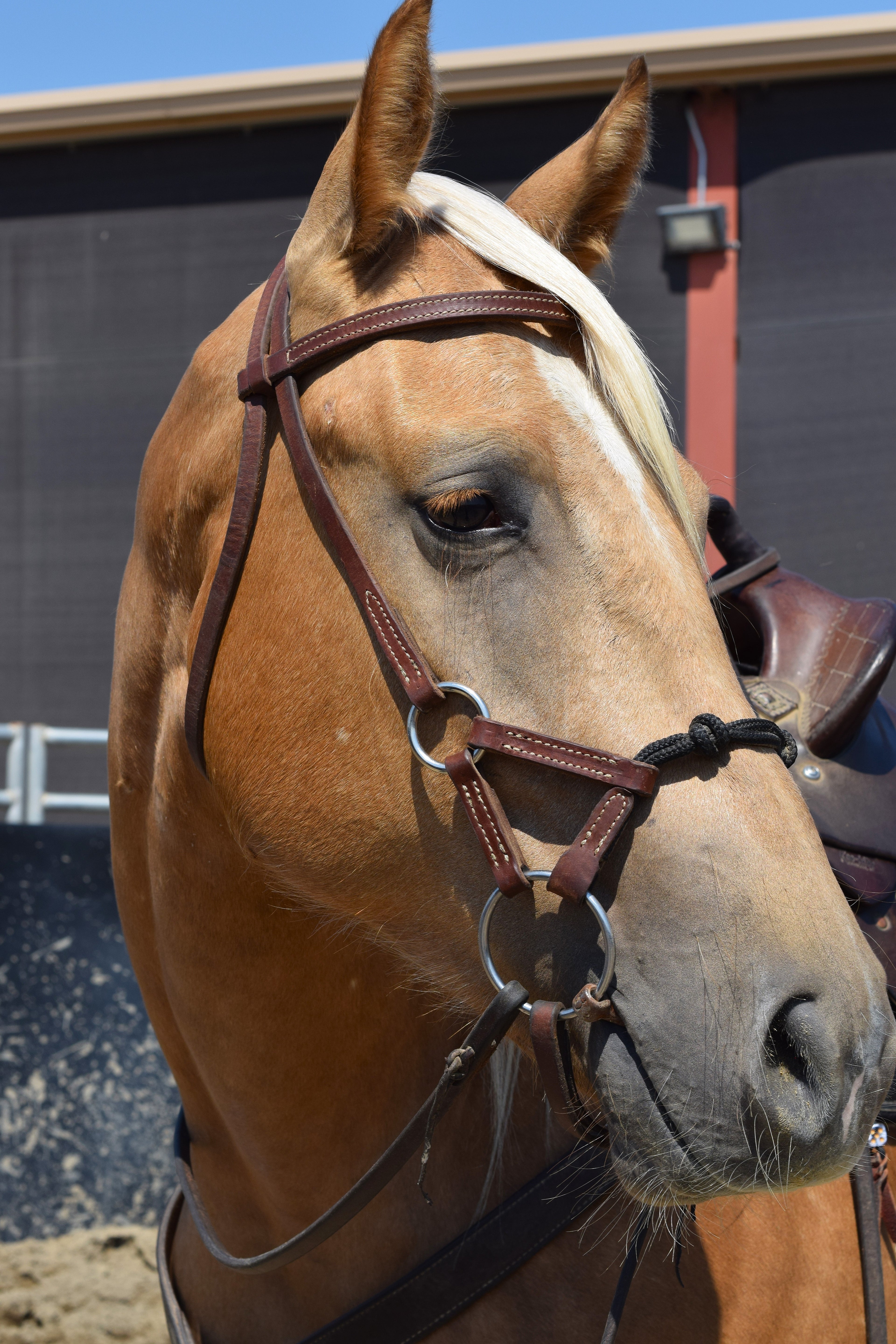 Kalley Krickeberg Horseman's Bridle for Transition from Bitless to Snaffle Bit