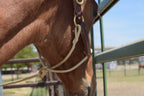 Kalley Krickeberg Foal Horseman's Halter