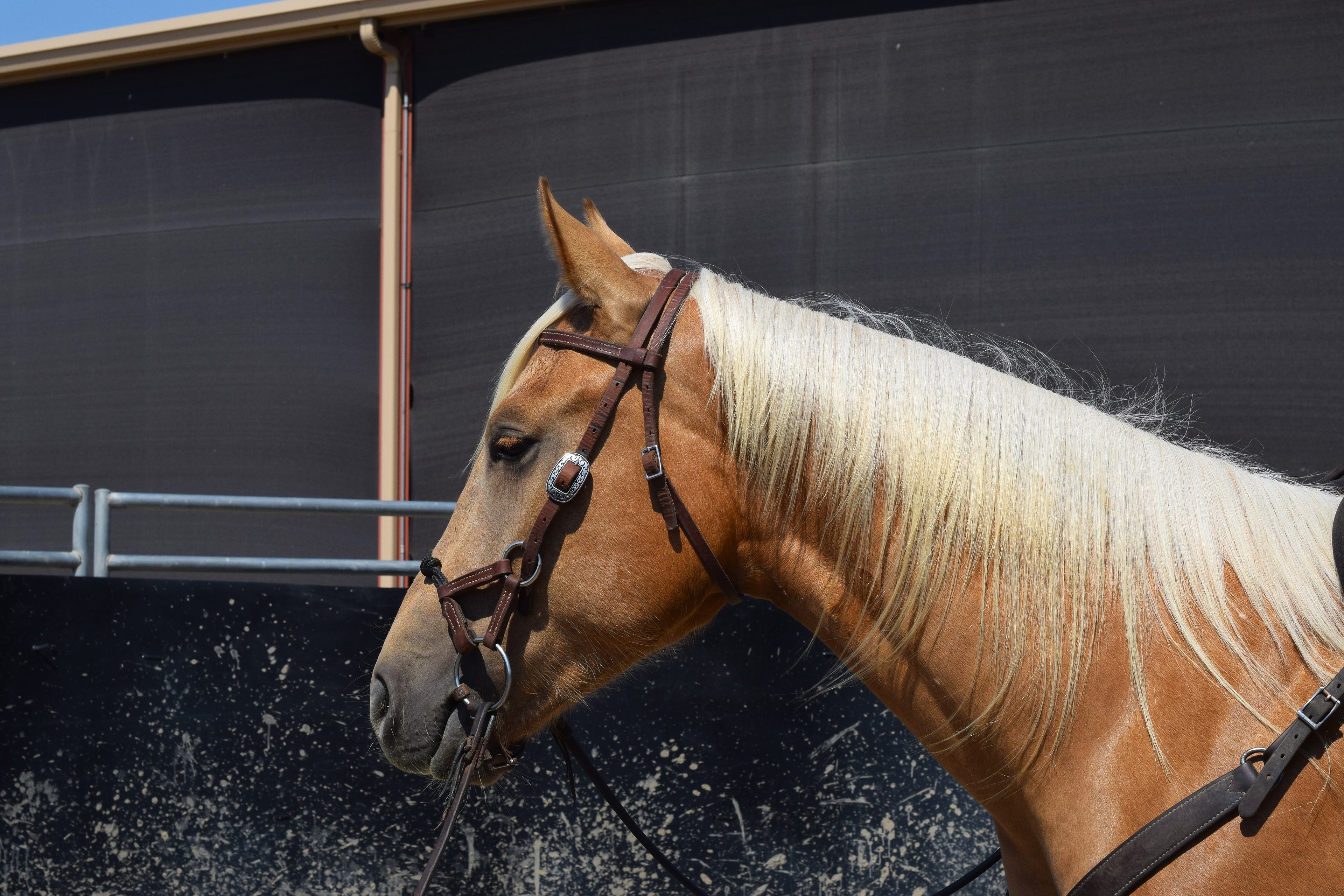 Kalley Krickeberg Horseman's Bridle for Transition from Bitless to Snaffle Bit