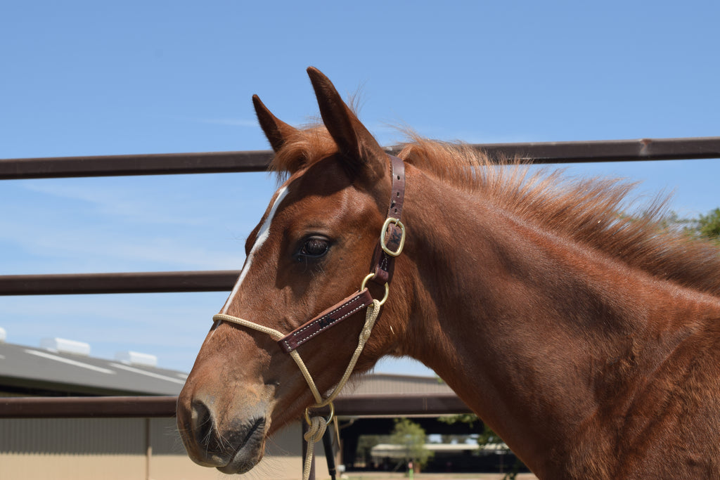 Kalley Krickeberg Foal Horseman's Halter
