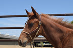 Kalley Krickeberg Foal Horseman's Halter