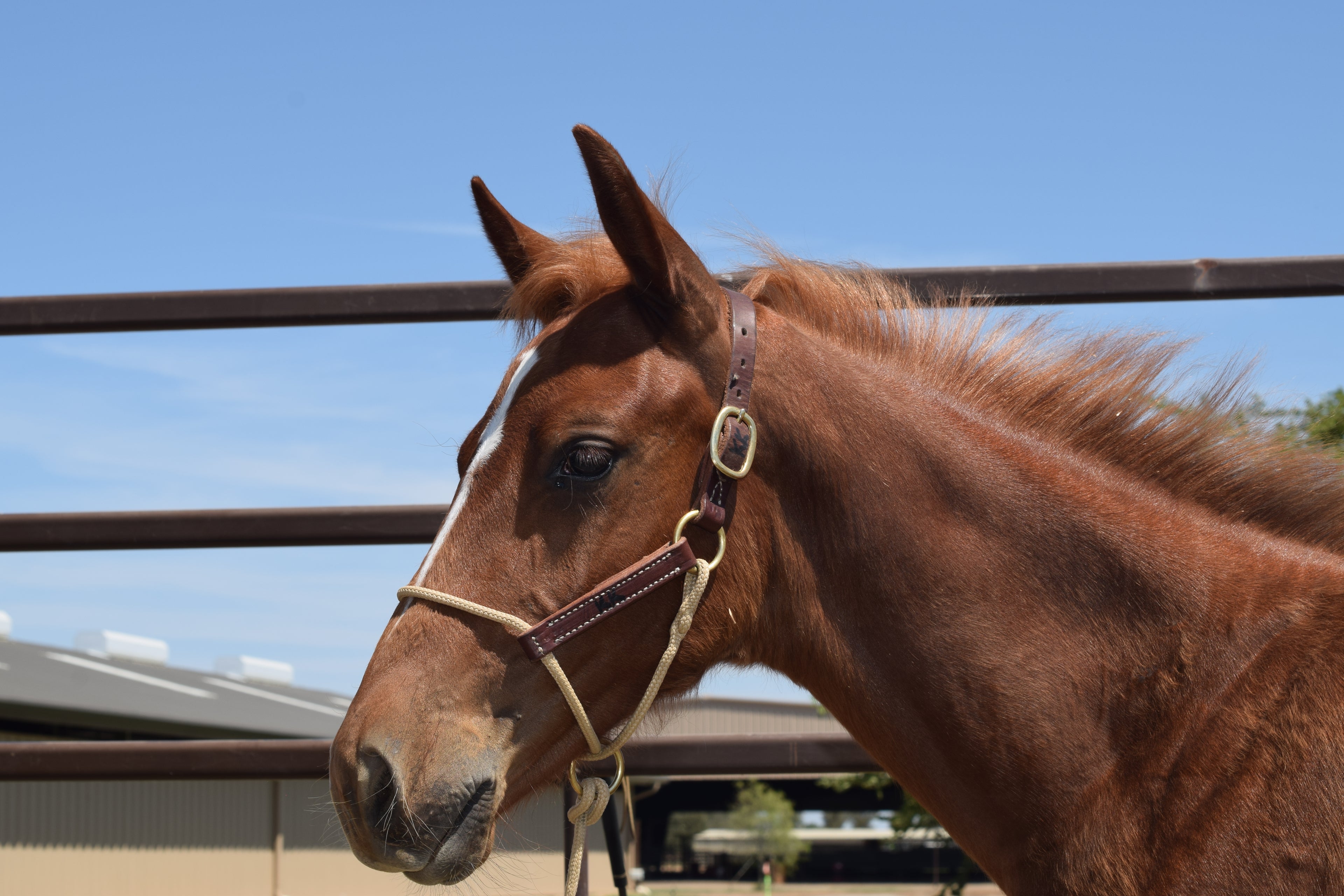 Kalley Krickeberg Foal Horseman's Halter