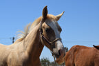 Kalley Krickeberg Foal Horseman's Halter