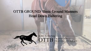 OTTB Transitional Training Ground Manners: Head Down Haltering