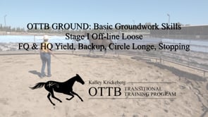 OTTB Transitional Training Stage 1 Off-Line: Essential Basic Off-Line Skills