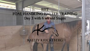 BONUS Track: Foal Handling Halter Training, 3rd Session Playing With a 6 Week Old Foal