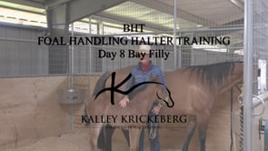 Foal Handling Halter Training: Day 8 with week+ old bay filly