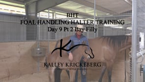 Foal Handling Halter Training: Day 9 Part 2 with week+ old bay filly