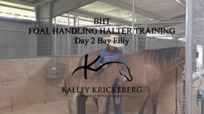 Foal Handling Halter Training: Day 2 With a Week Old Foal