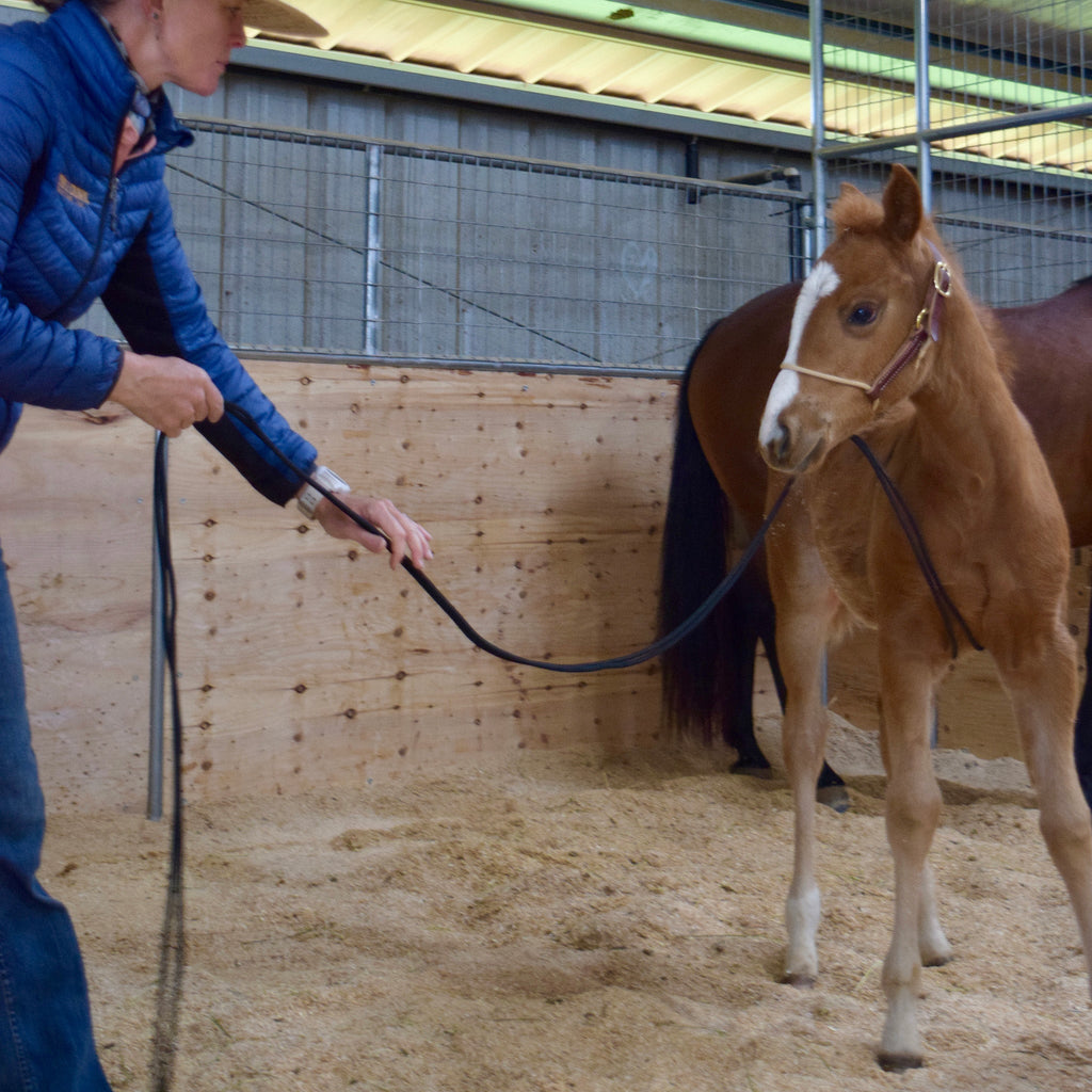 Kalley Krickeberg Foal Horseman's Halter